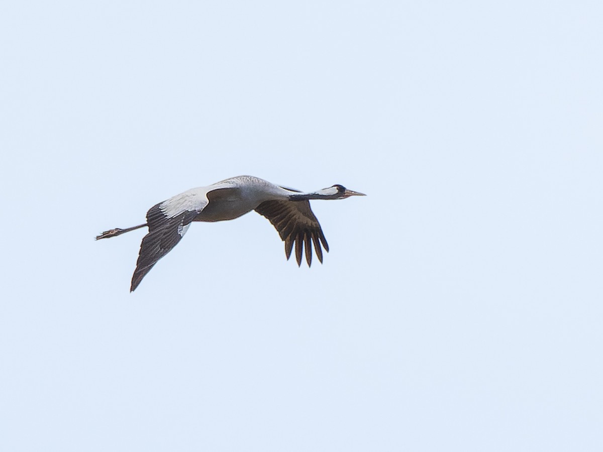 Common Crane - ML615042325