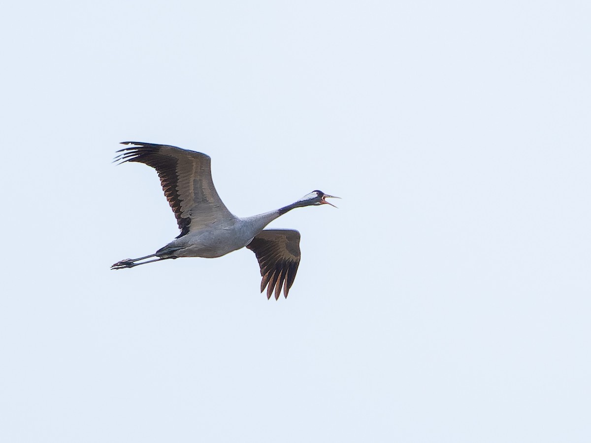 Common Crane - ML615042327