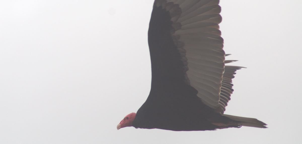 Turkey Vulture - ML615042342