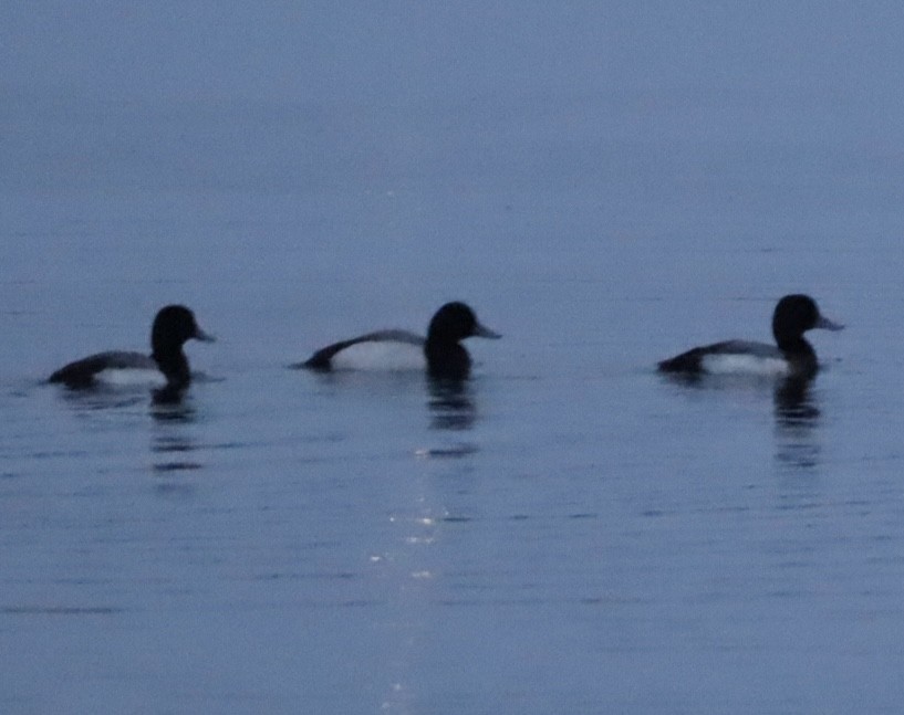Greater Scaup - ML615042432