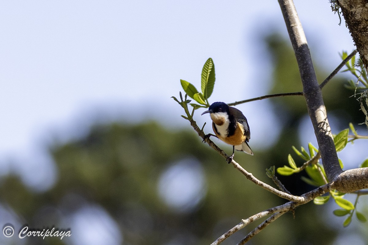 Eastern Spinebill - ML615042469