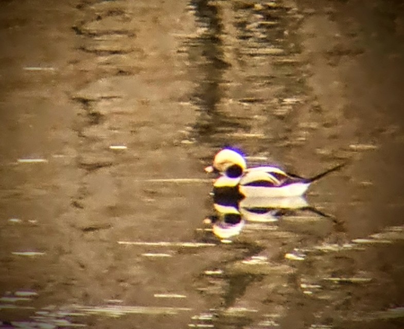 Long-tailed Duck - Christopher B 🦆