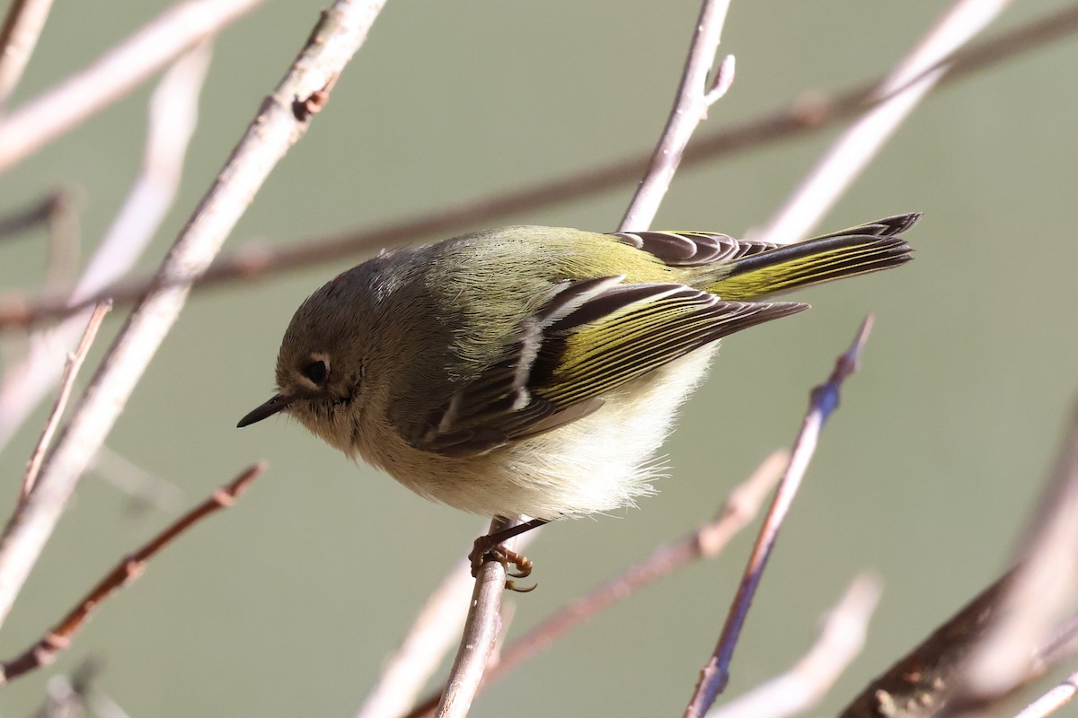 Ruby-crowned Kinglet - ML615042501