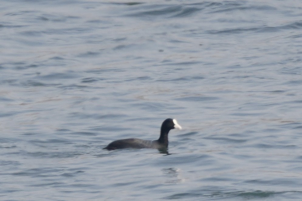 Eurasian Coot - ML615042591