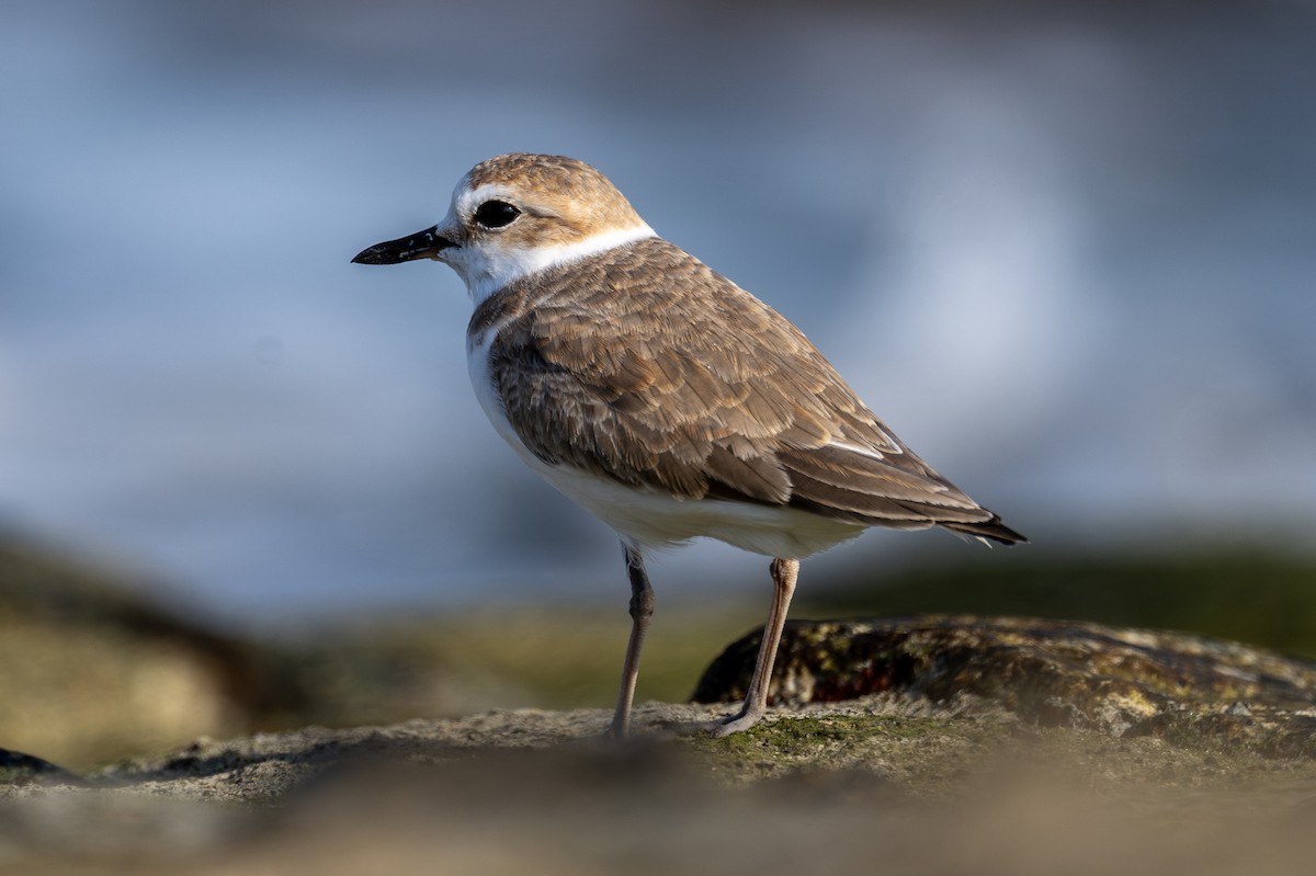 White-faced Plover - ML615042594