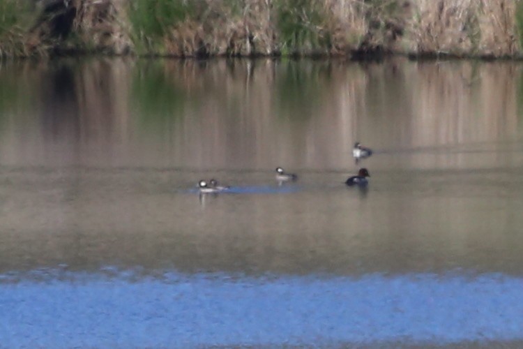 Hooded Merganser - ML615042598