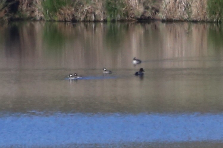 Hooded Merganser - ML615042599