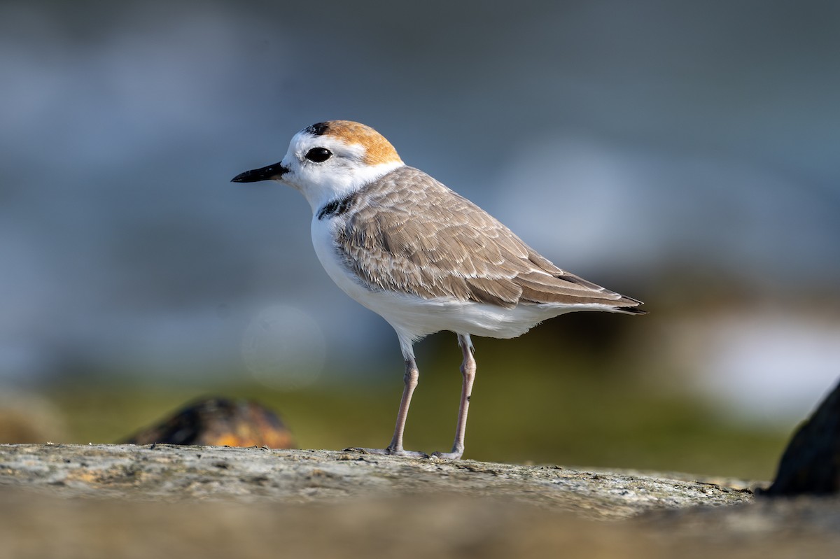 White-faced Plover - ML615042604