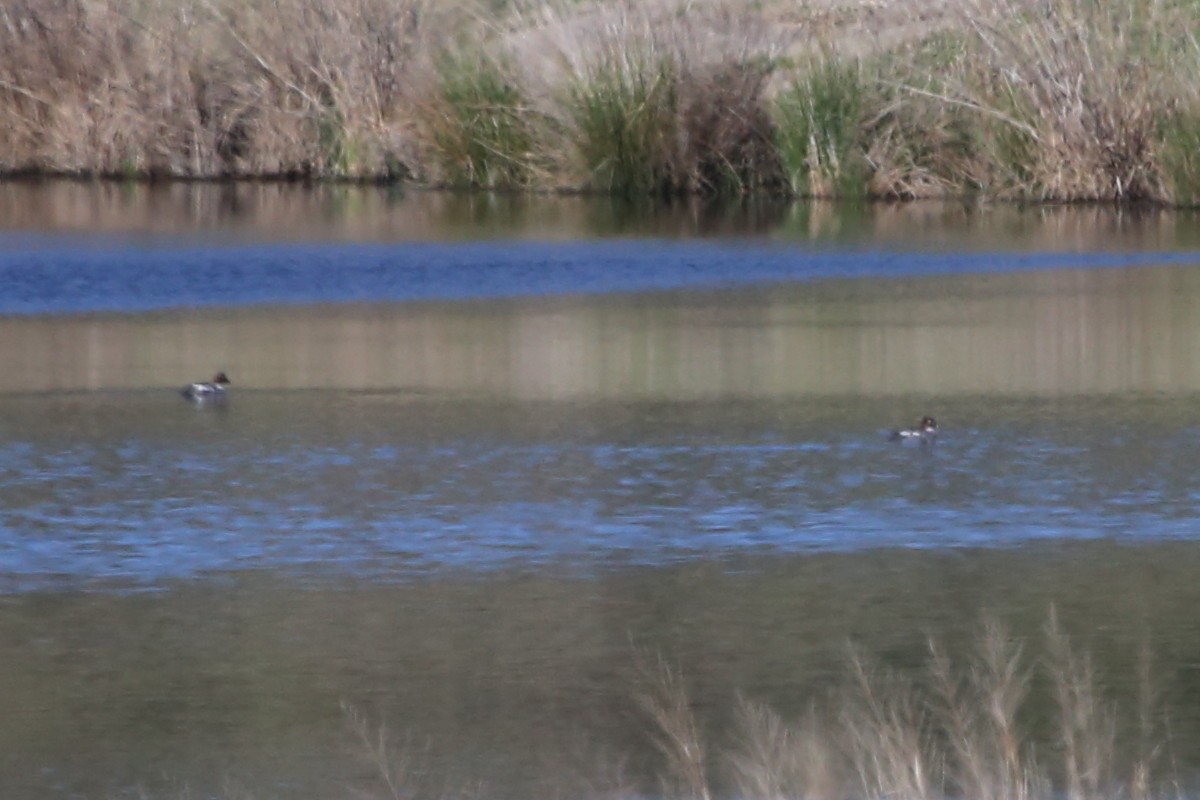 Common Goldeneye - ML615042621