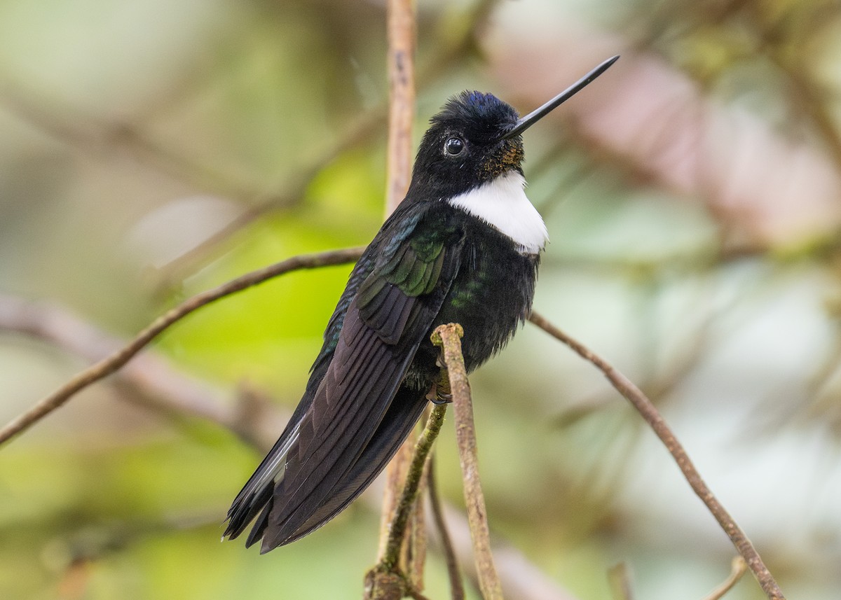 Collared Inca - Patrick Van Thull