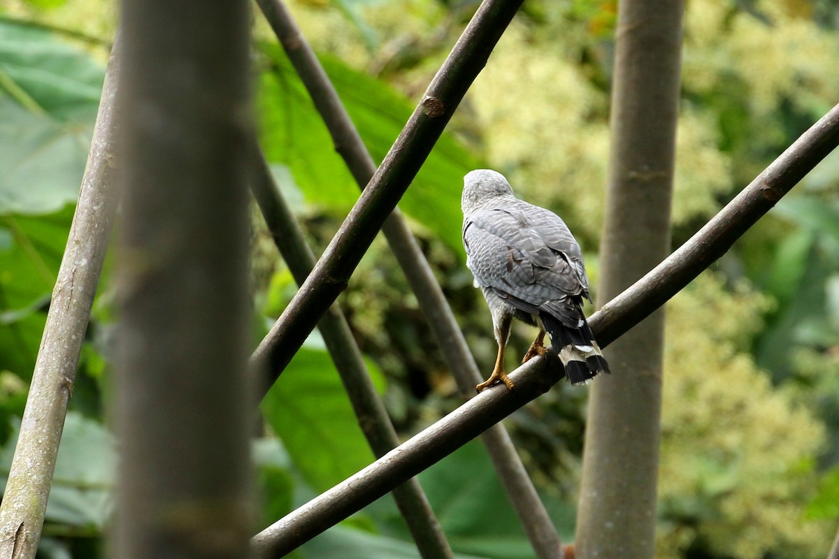 Gray-lined Hawk - ML615042696