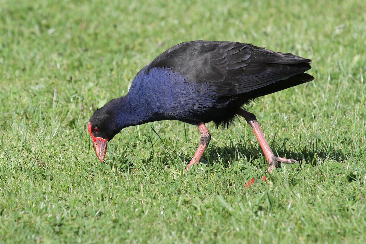 Australasian Swamphen - ML615042703