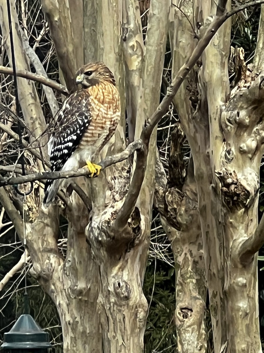 Red-shouldered Hawk - ML615042722