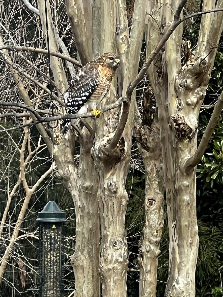 Red-shouldered Hawk - ML615042723