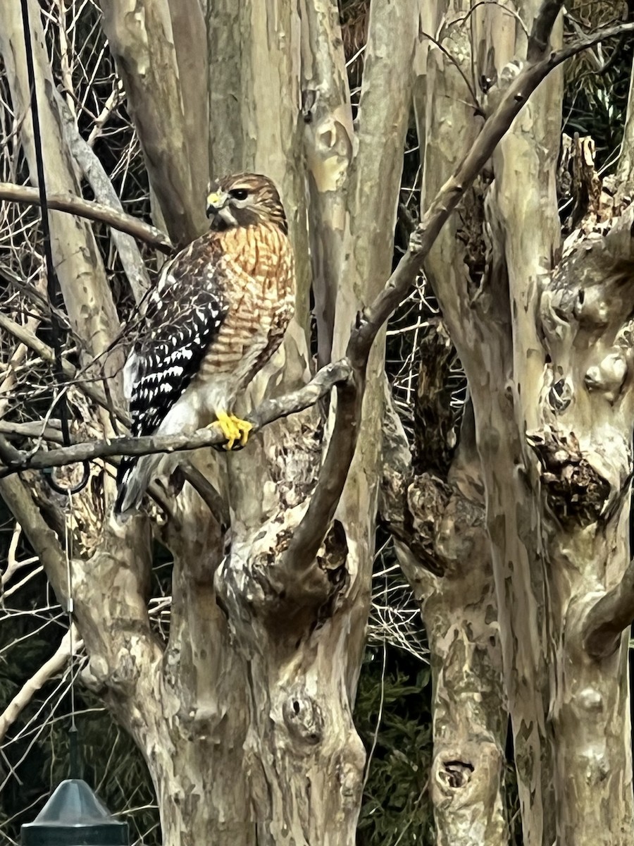 Red-shouldered Hawk - ML615042724