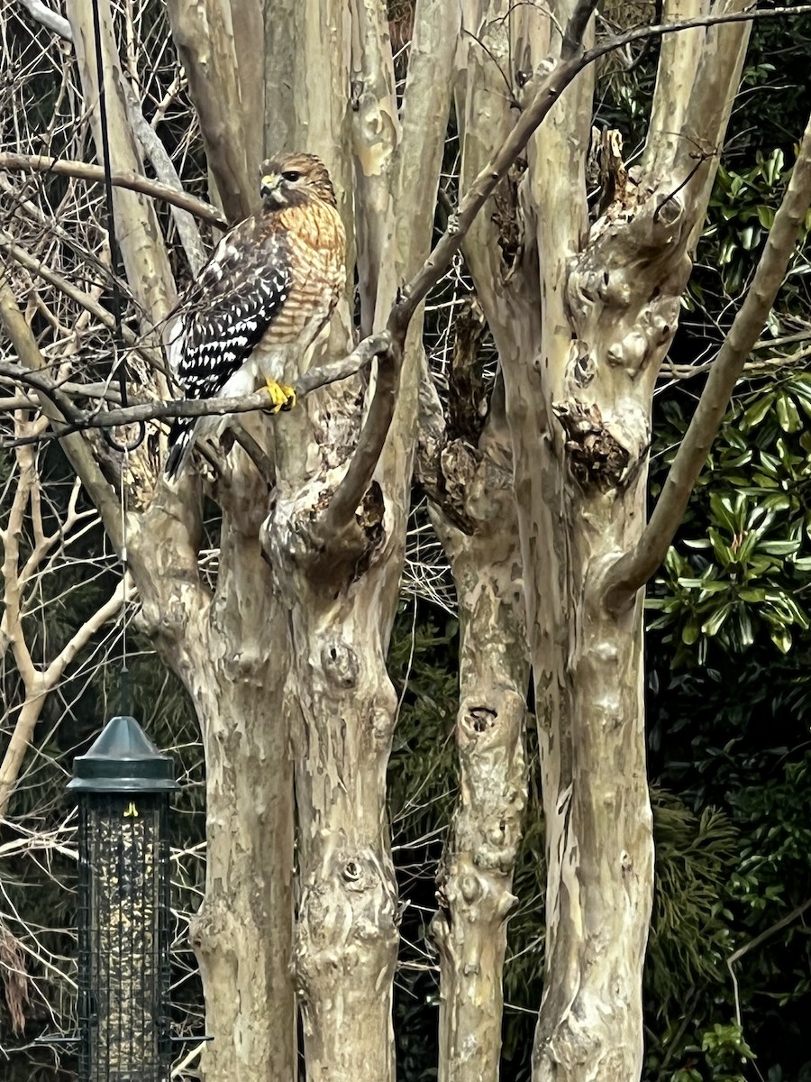 Red-shouldered Hawk - ML615042725