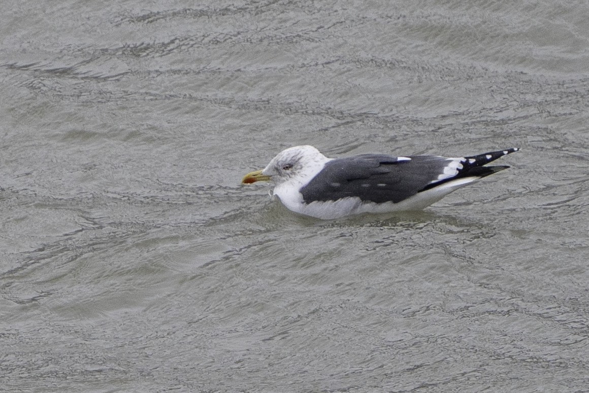 Lesser Black-backed Gull - ML615042733