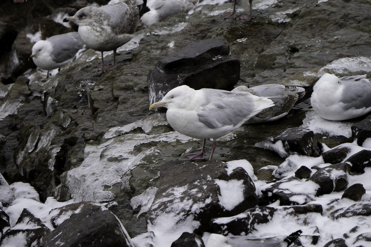 Glaucous Gull - ML615042754