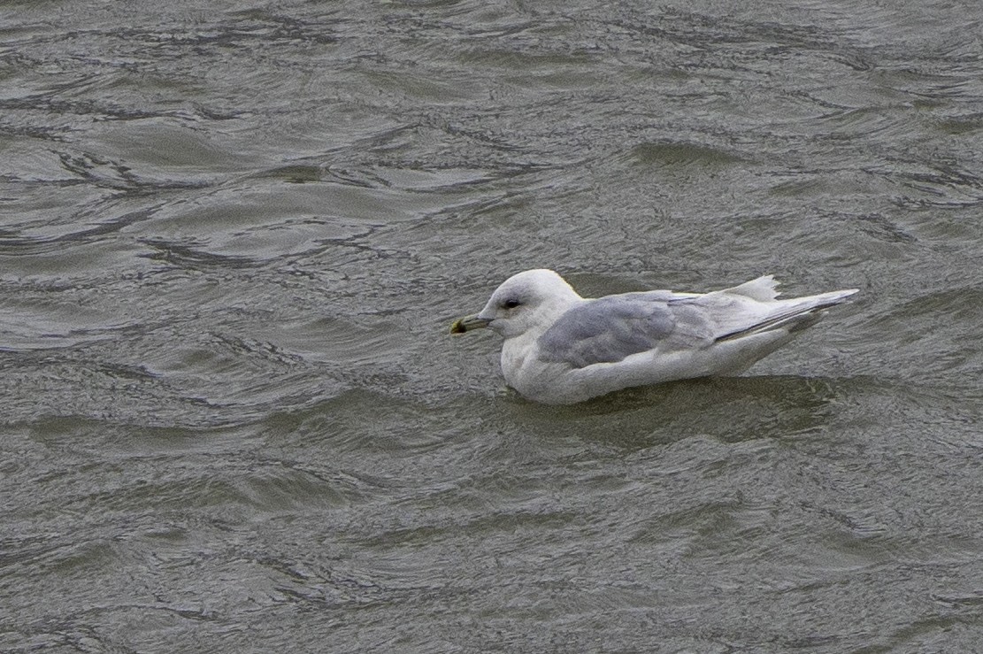 Iceland Gull - ML615042765