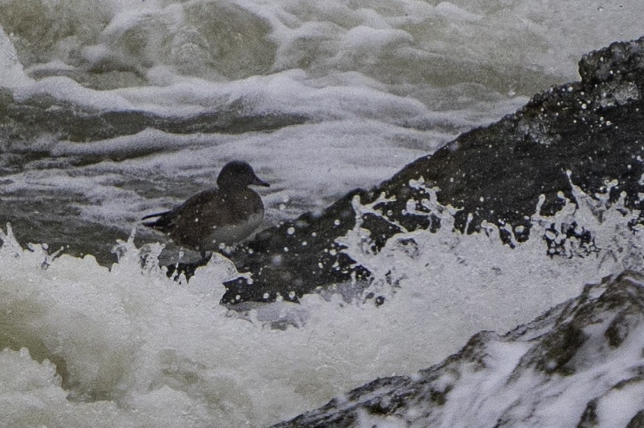 American Wigeon - ML615042791