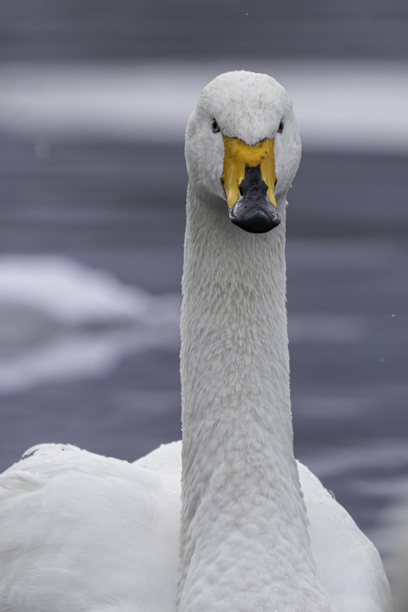 Whooper Swan - ML615042863