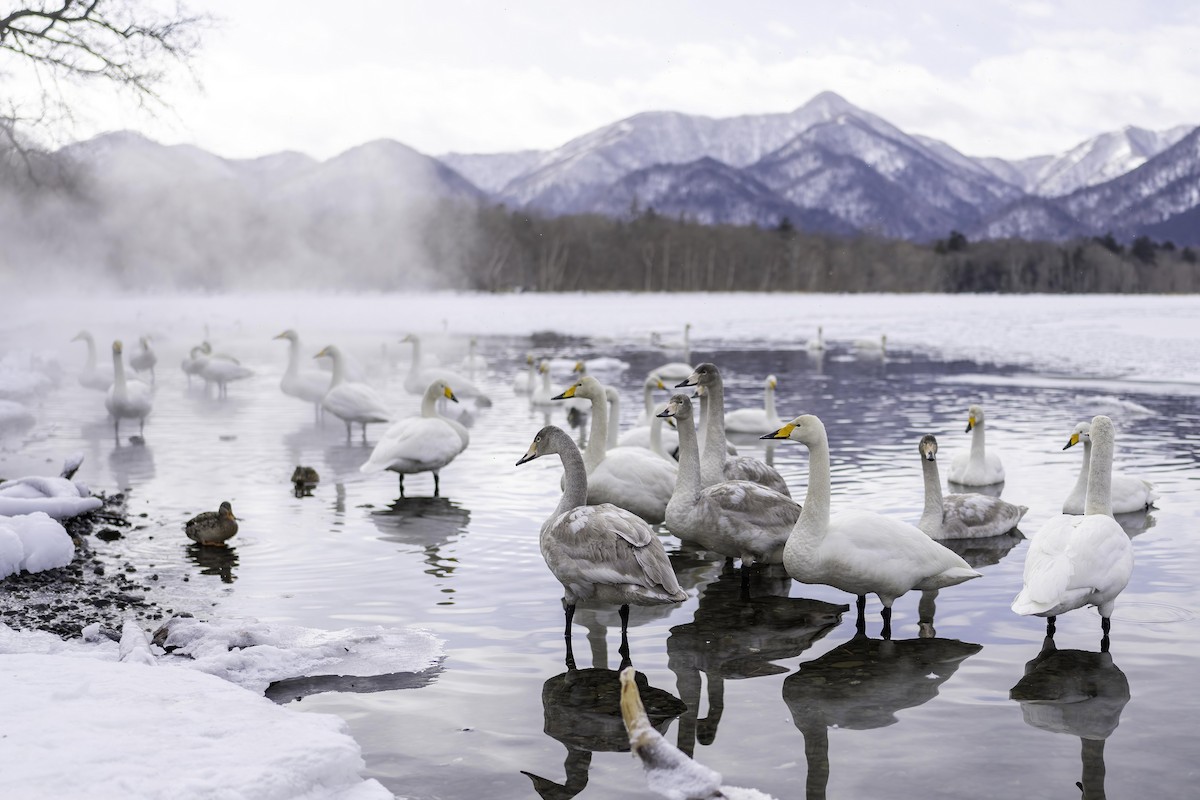 Whooper Swan - ML615042864