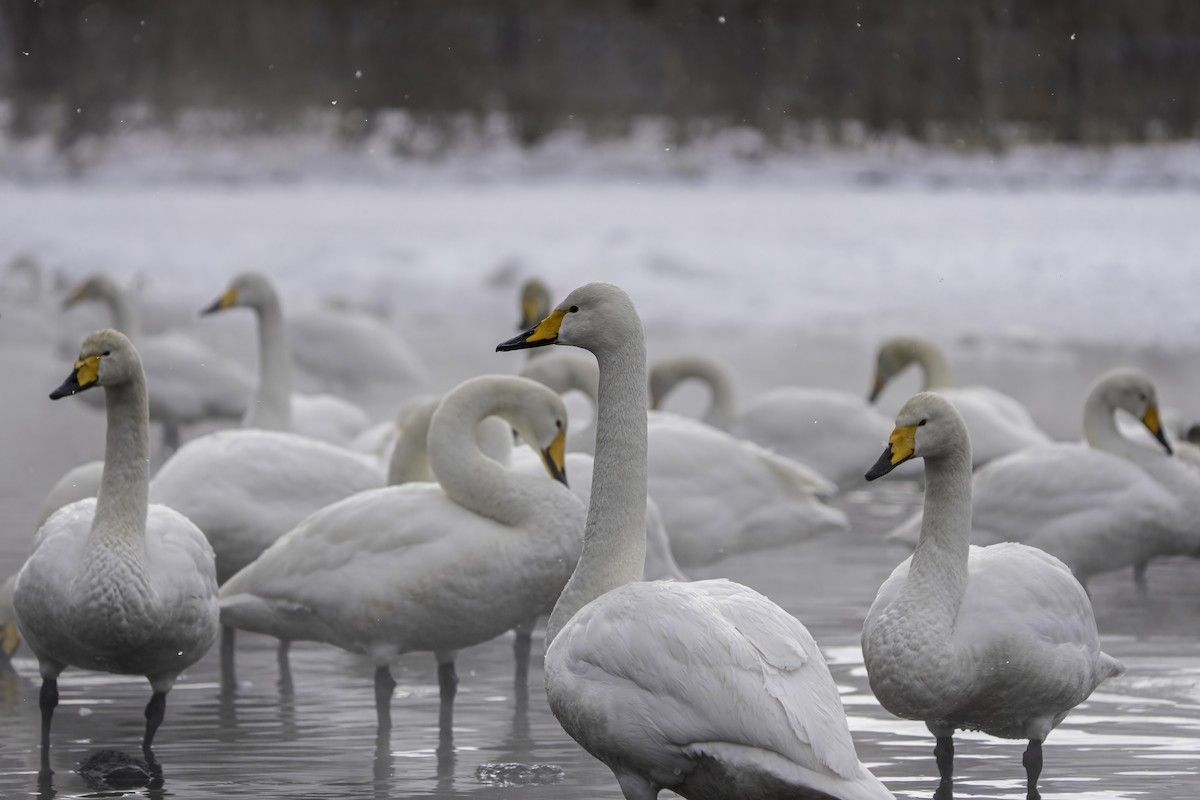 Whooper Swan - ML615042865