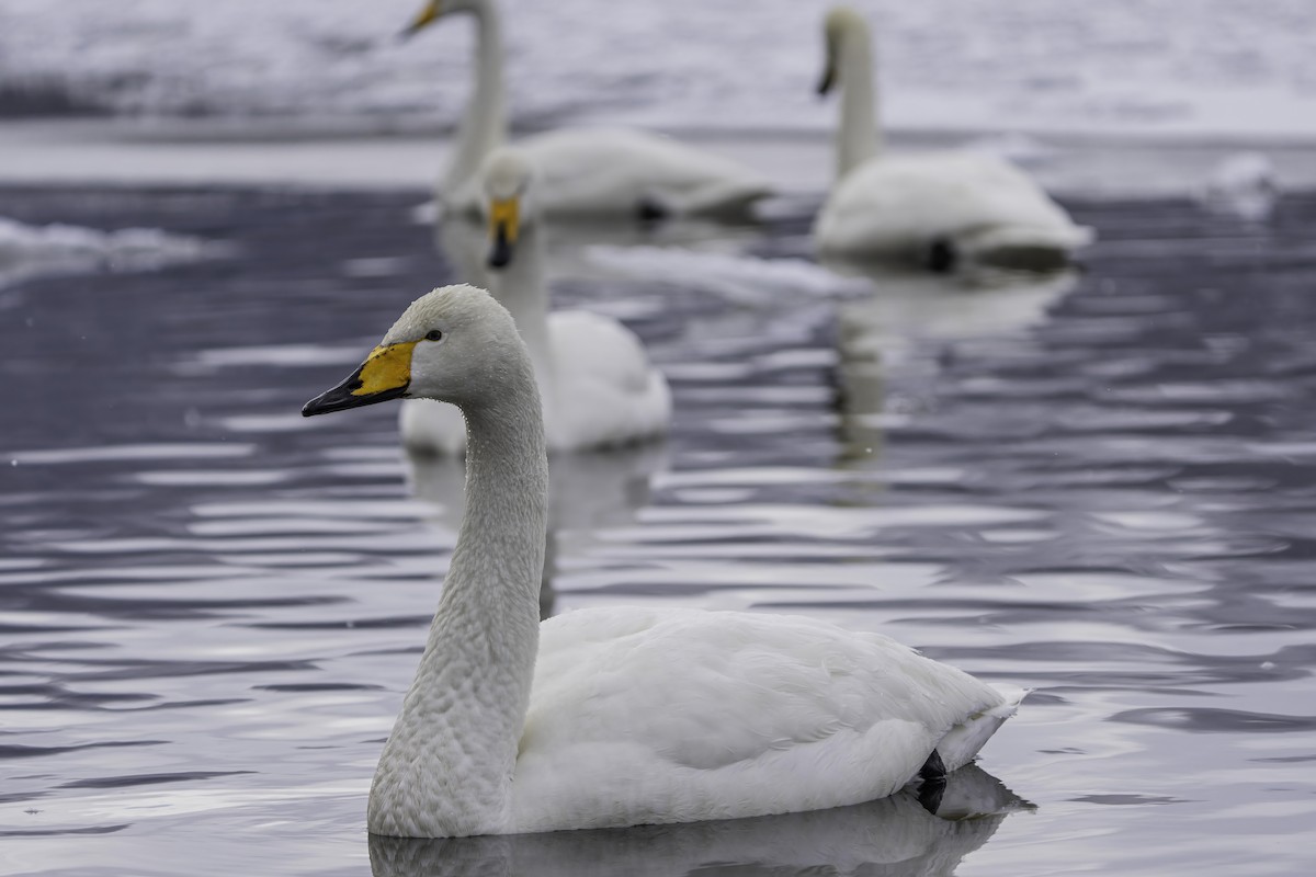 Whooper Swan - ML615042866