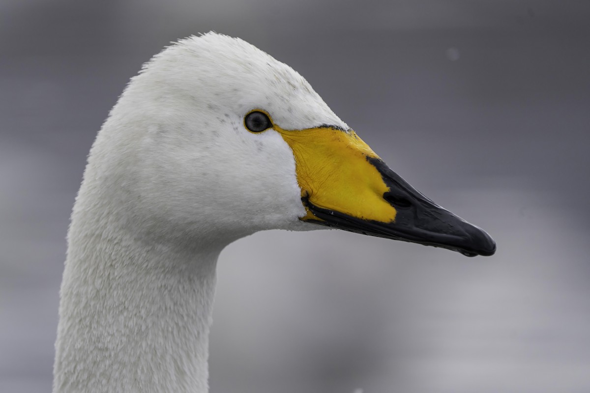 Whooper Swan - ML615042867