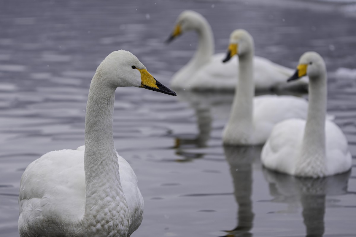 Whooper Swan - ML615042868