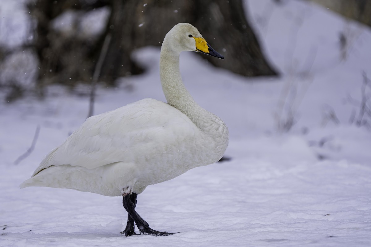 Whooper Swan - ML615042869