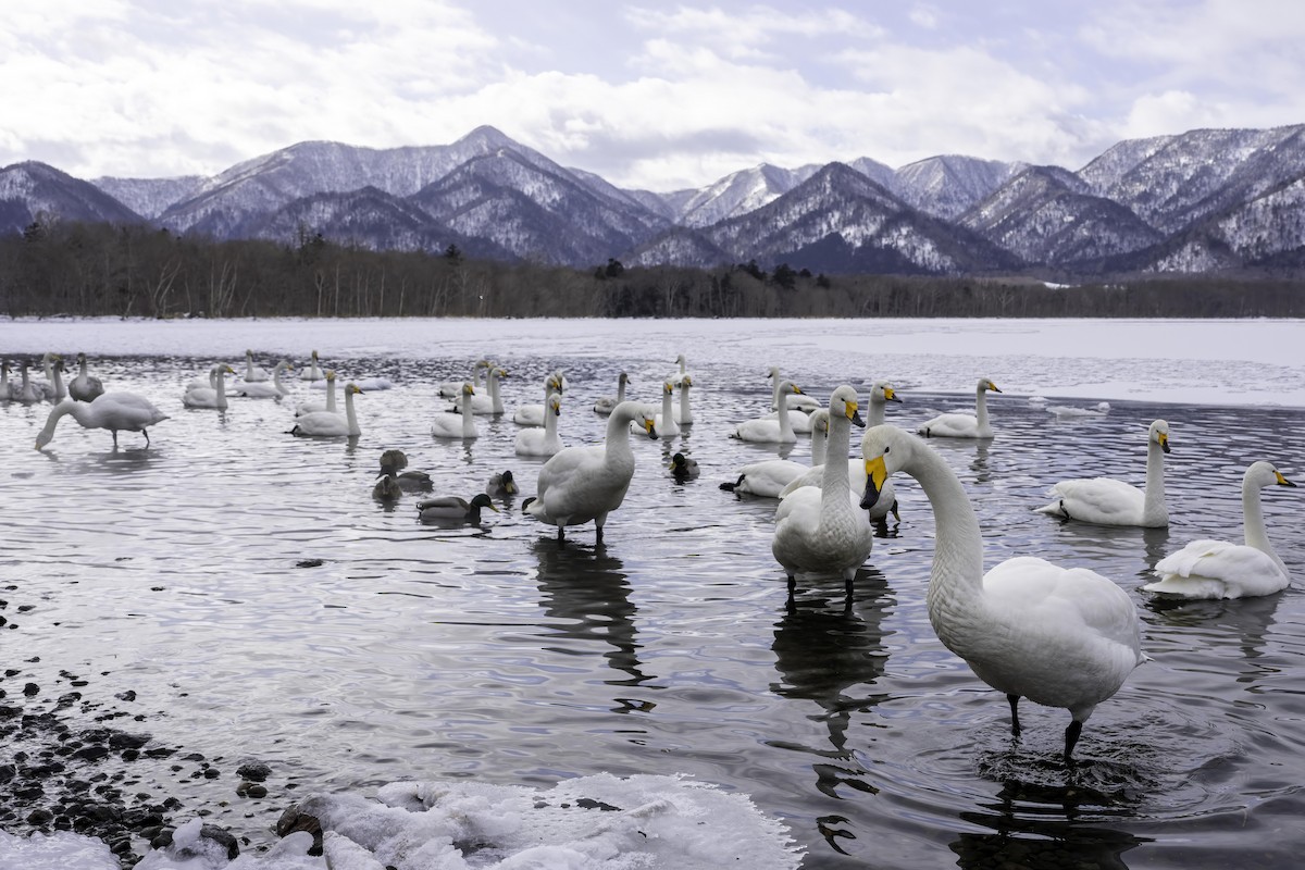 Whooper Swan - ML615042870