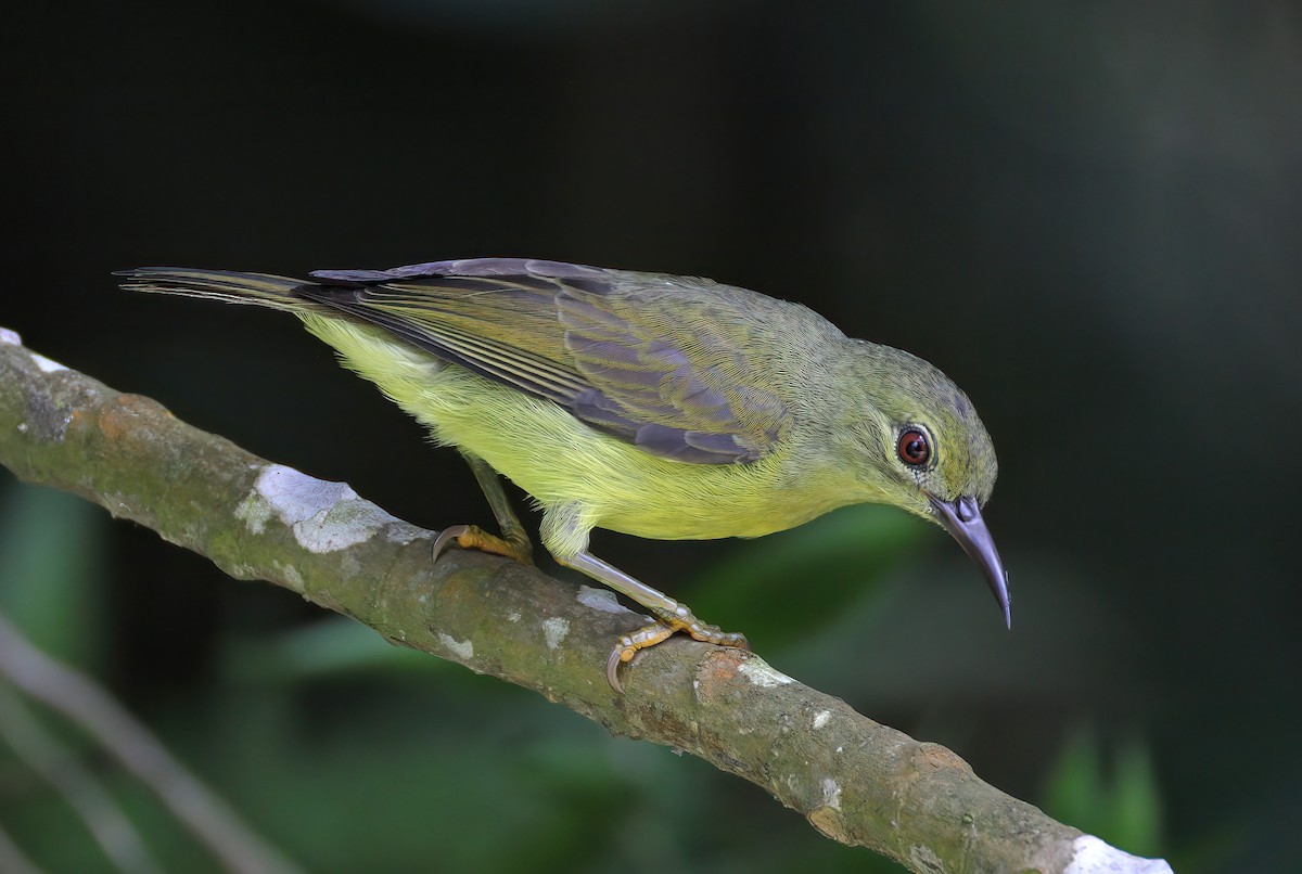 Brown-throated Sunbird - sheau torng lim