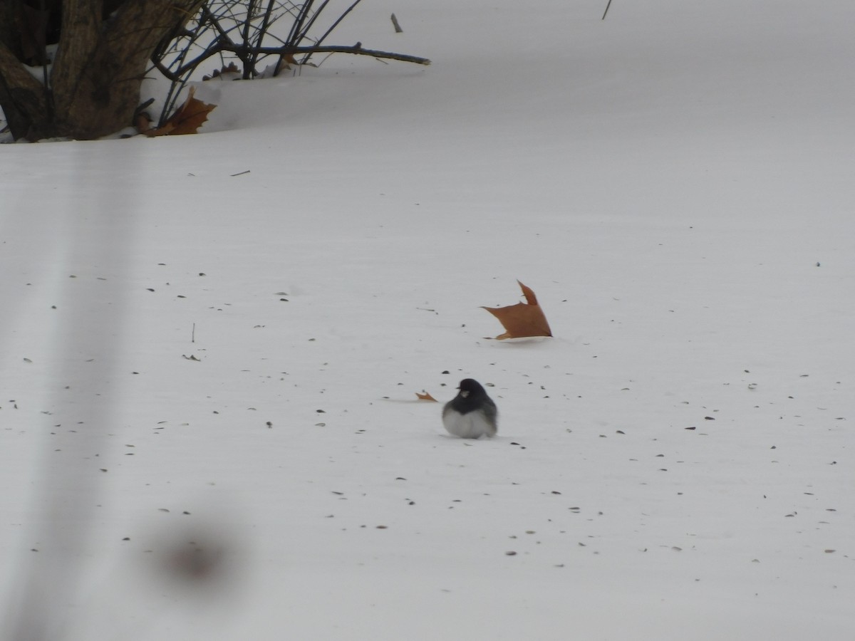 Dark-eyed Junco (cismontanus) - ML615042931