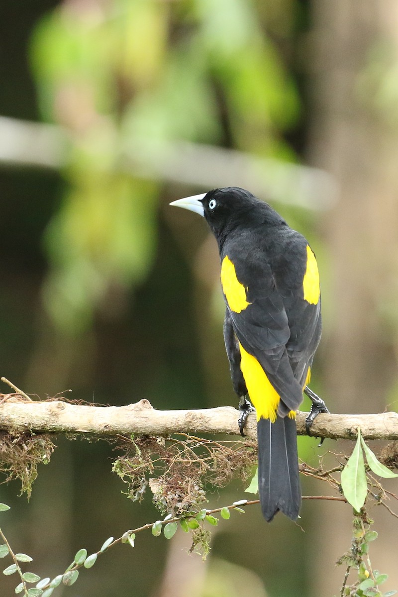 Yellow-rumped Cacique - ML615042958