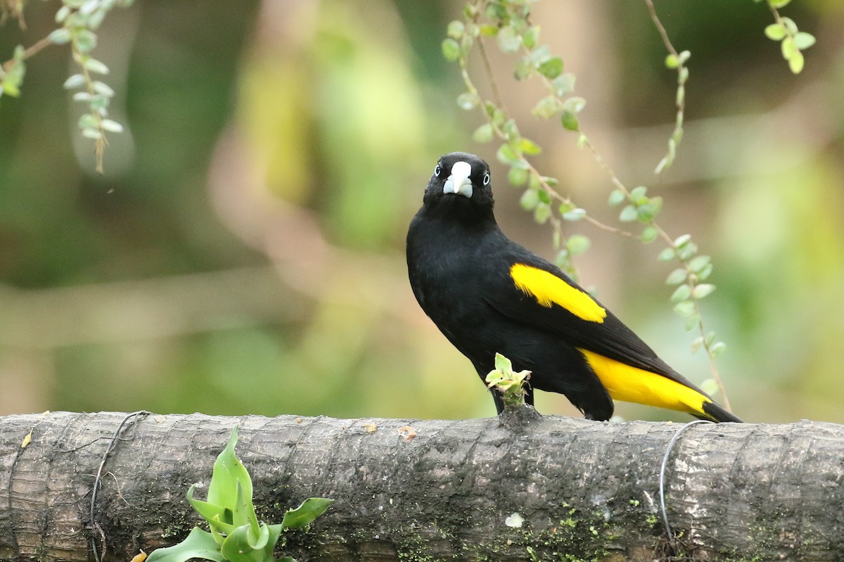 Yellow-rumped Cacique - ML615042959