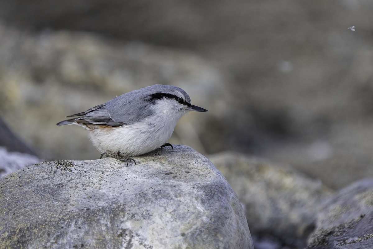 Eurasian Nuthatch - ML615043059