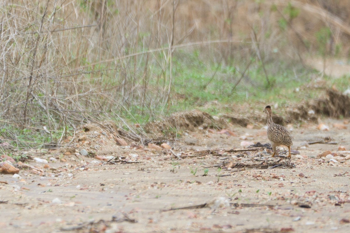 White-bellied Nothura - ML615043093