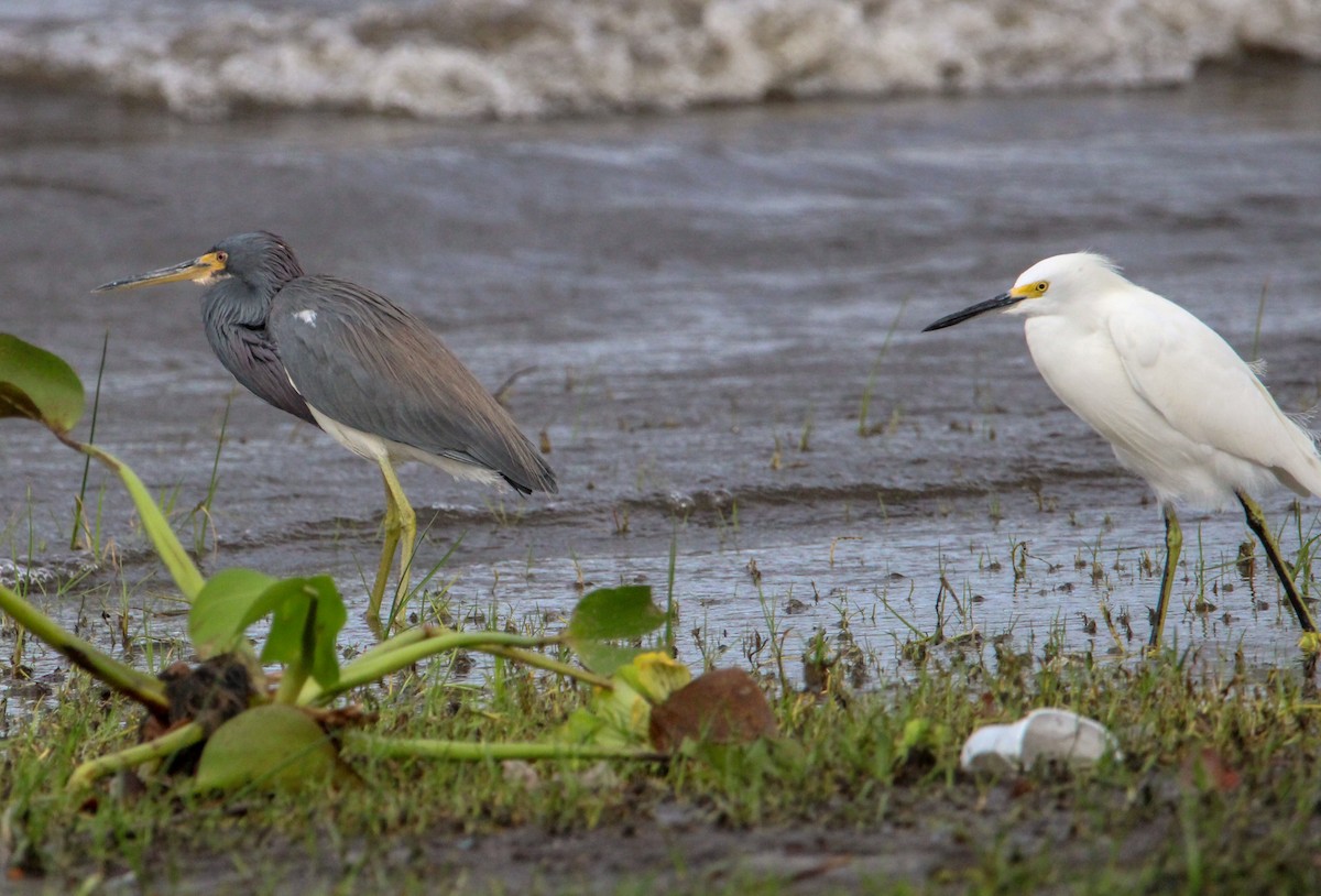 Tricolored Heron - ML615043097