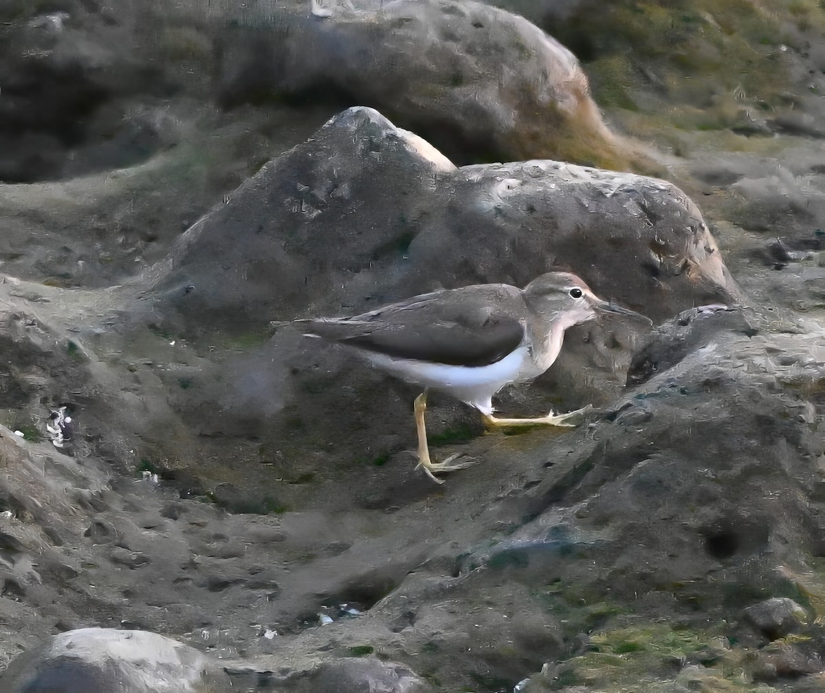 Wandering Tattler - ML615043236