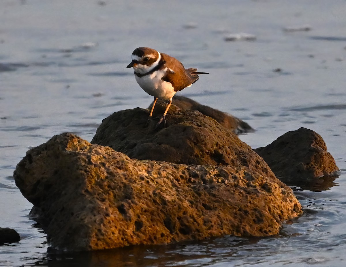 Semipalmated Plover - Alan Sankey  COHL