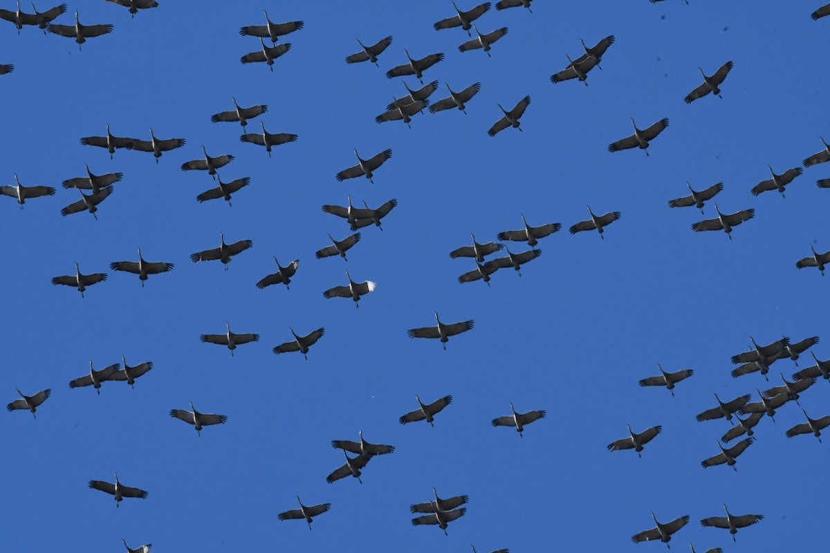 Sandhill Crane - ML615043272