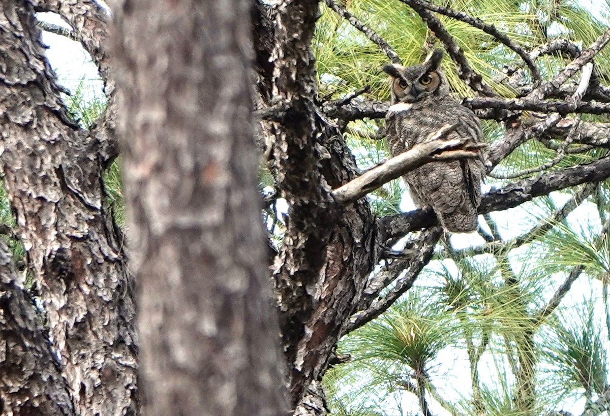 Great Horned Owl - ML615043290