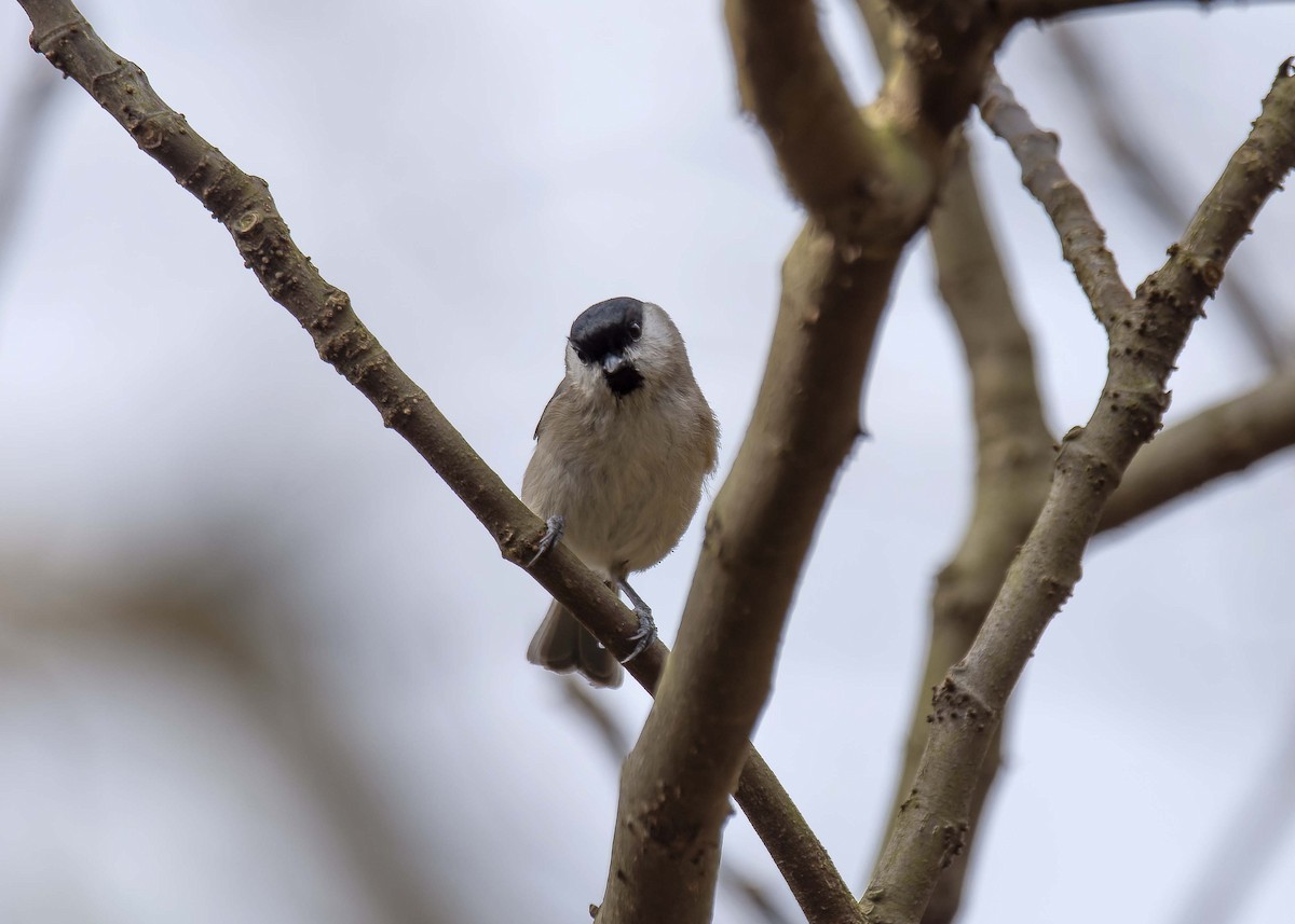 Marsh Tit - ML615043316