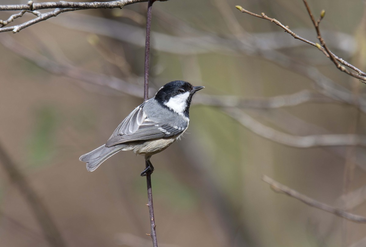 Өдөрч хөх бух - ML615043319