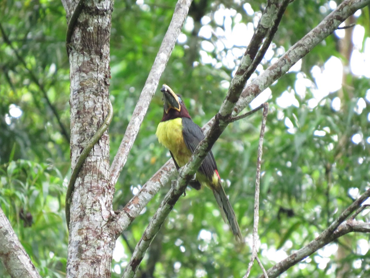 Lettered Aracari - ML615043320