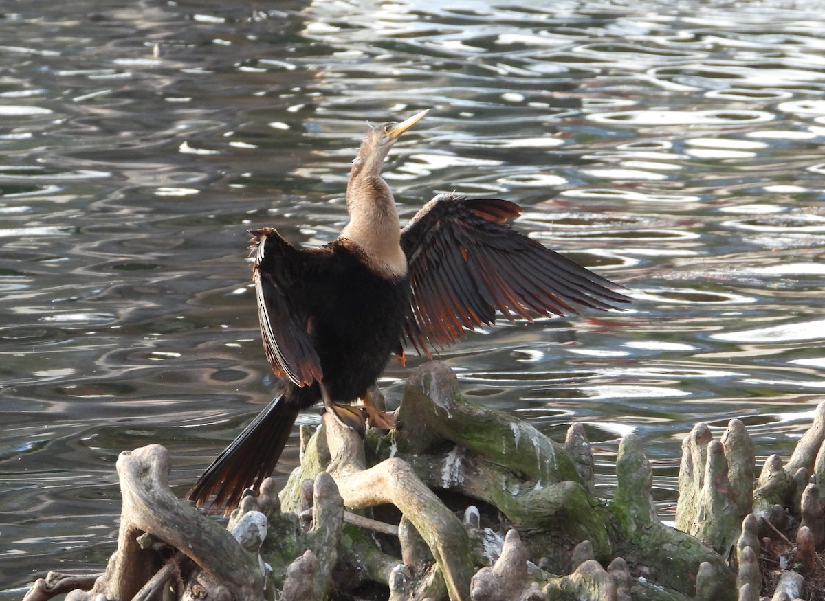 Anhinga Americana - ML615043360