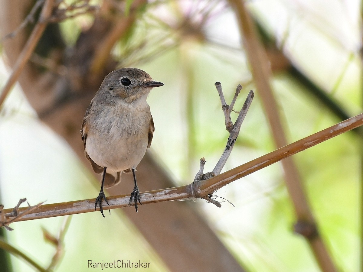 Taiga Flycatcher - ML615043373