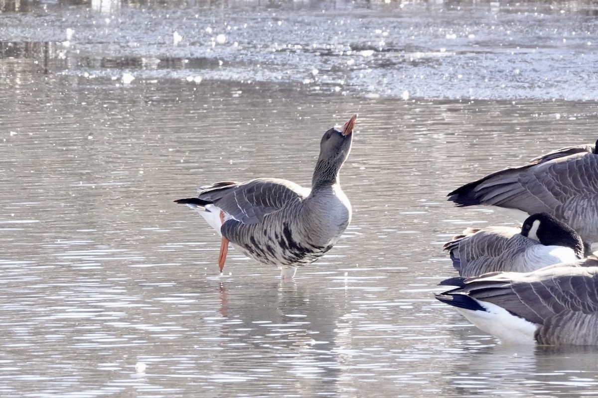 Greater White-fronted Goose (Greenland) - ML615043392