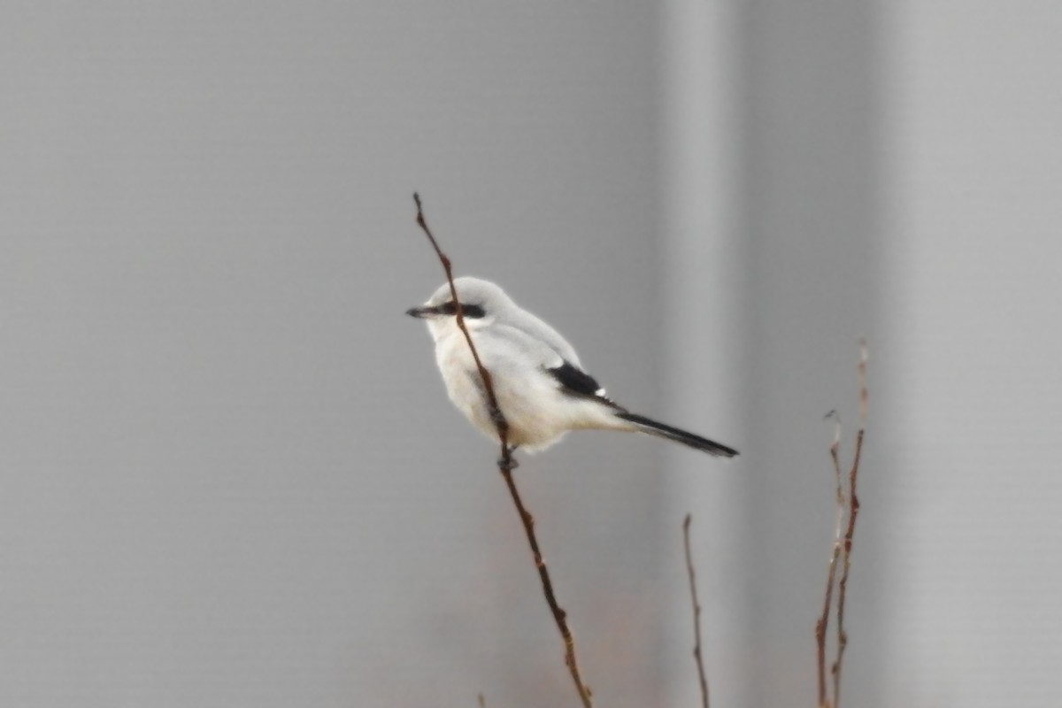 Үнсэн дунхай - ML615043410